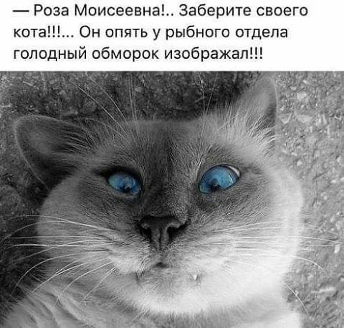 роза моисеевна!.. Заберите своего кота!!!... Он опять у рыбного отдела голодный обморок изображал