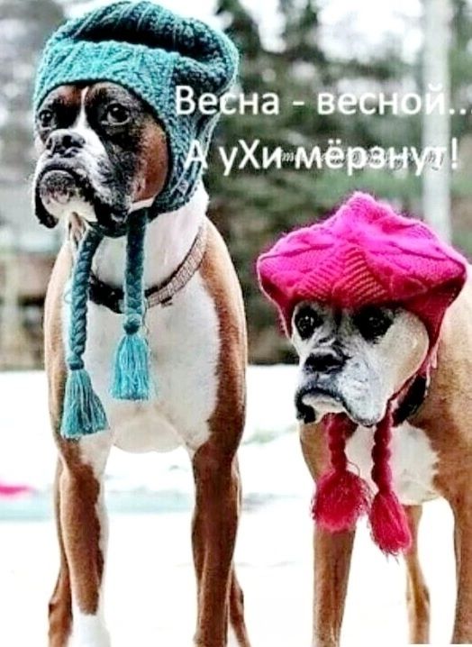 Весна - весной.. А уХи мёрзнул!