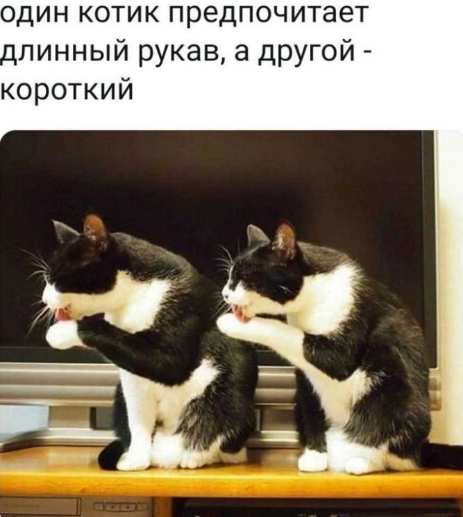 один котик предпочитает длинный рукав, а другой - короткий