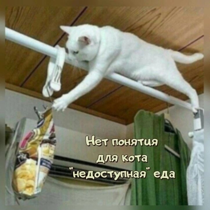 Нет понятия для кота 