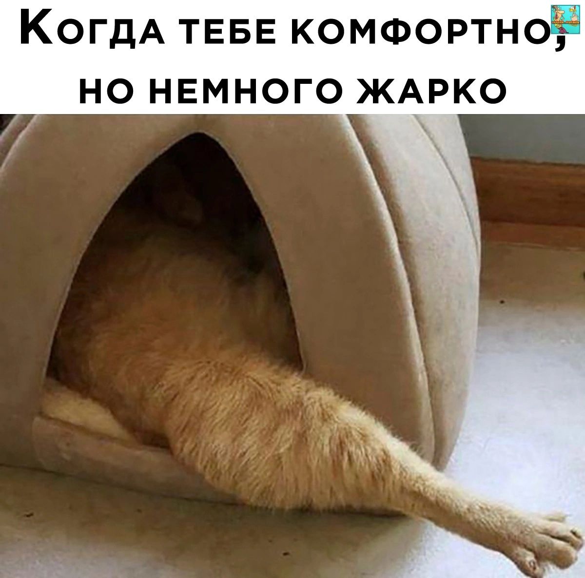 Нет понятия для кота \