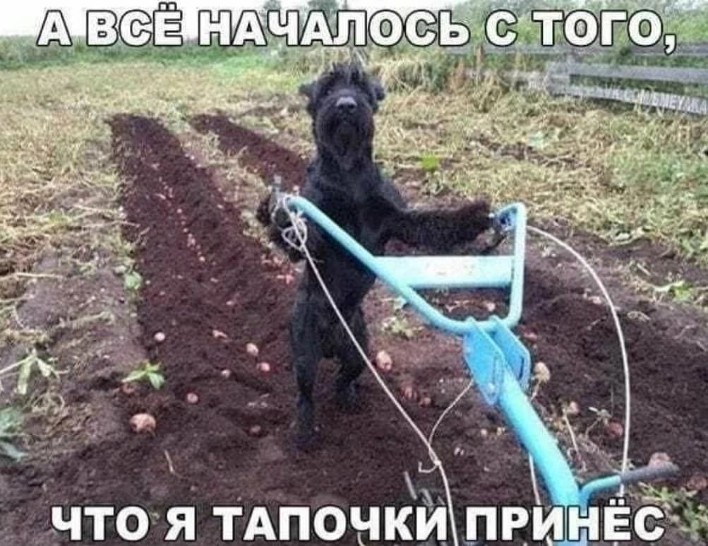 А ВЁ НАЧАЛОСЬ С ТОГО, ЧТО Я ТАПОЧКИ ПРИНЁС