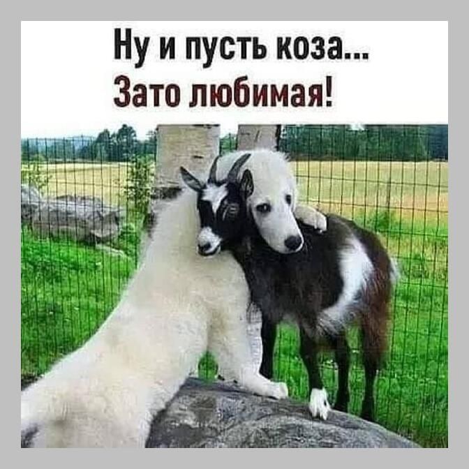 Ну и пусть коза... Зато любимая!