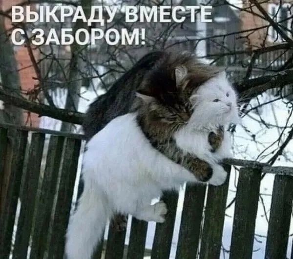 ВЫКРАДУ ВМЕСТЕ С ЗАБОРОМ!