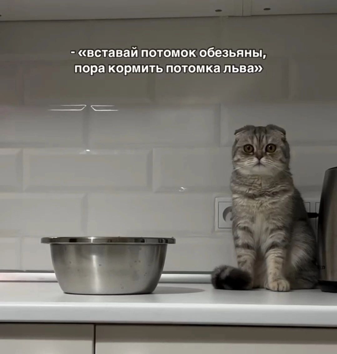 вставь потомок обезьяны, пора кормить потомка льва