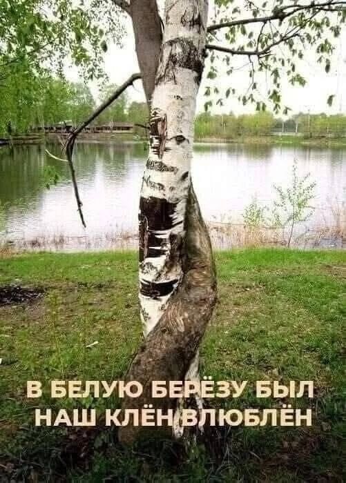 В белую березу был наш клен влюблён
