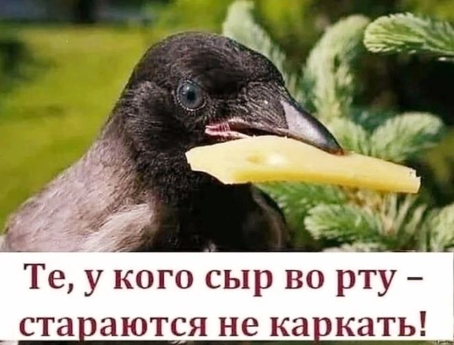 Те, у кого сыр во рту – стараются не каркать!