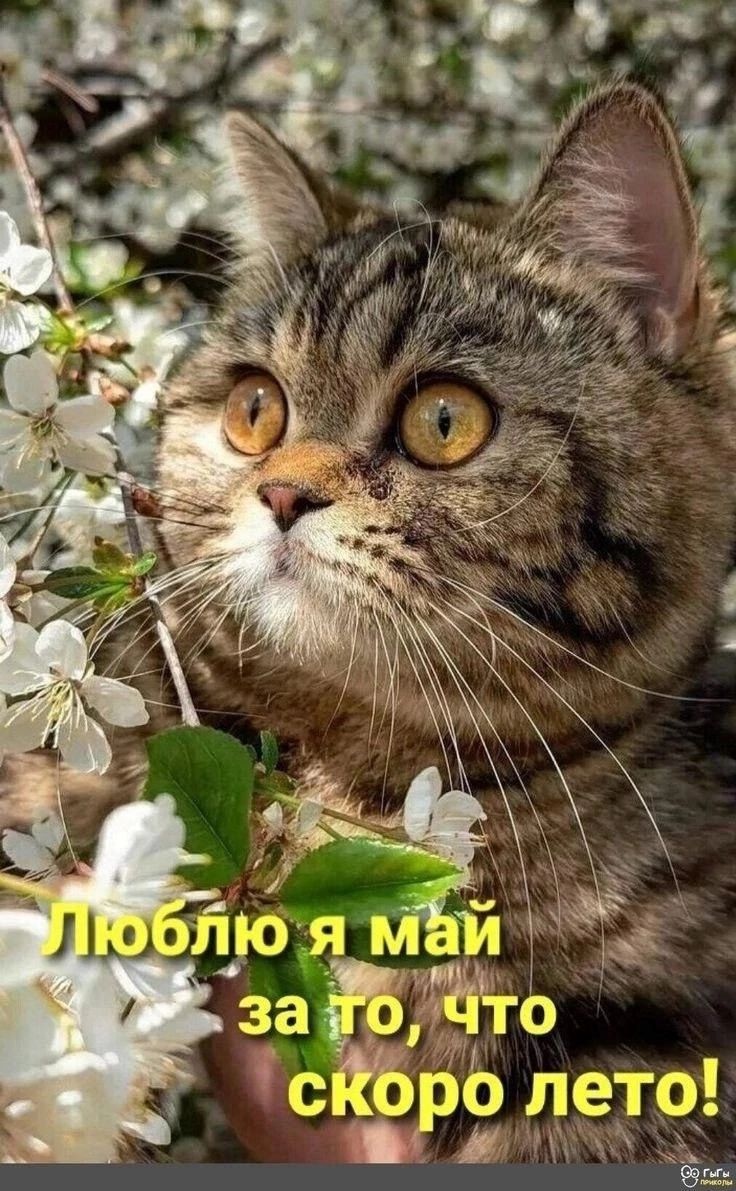 Люблю я май за то, что скоро лето!