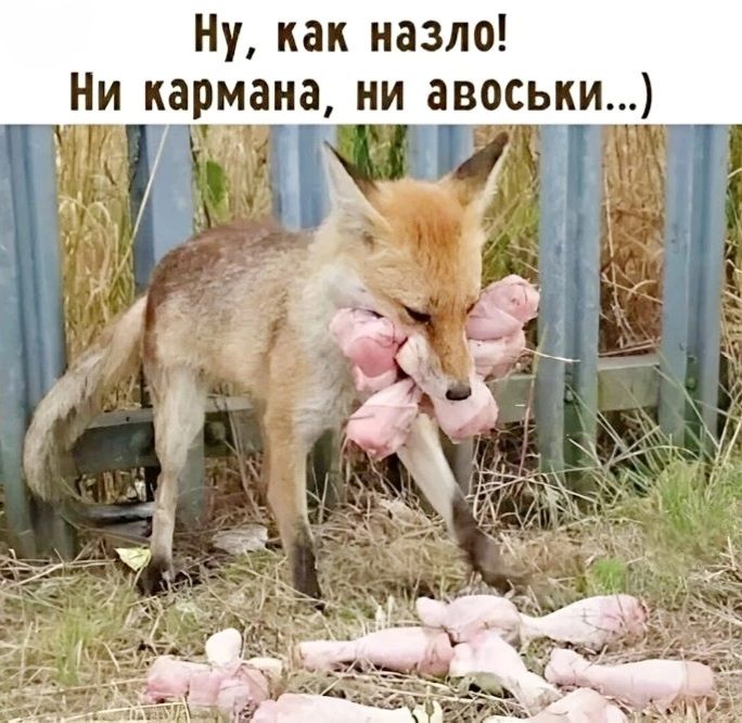 Ну, как назло! Ни кармана, ни авоськи...)