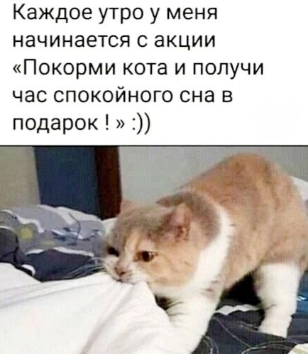 Каждое утро у меня начинается с акции «Покорми кота и получи час спокойного сна в подарок ! » :)