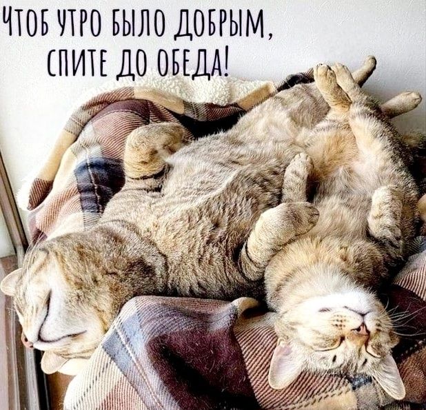 Чтоб утро было добрым, спите до обеда!