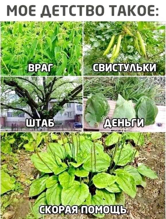 МОЕ ДЕТСТВО ТАКОЕ:

ВРАГ
СВИСТУЛЬКИ
ШТАБ
ДЕНЬГИ
СКОРАЯ ПОМОЩЬ