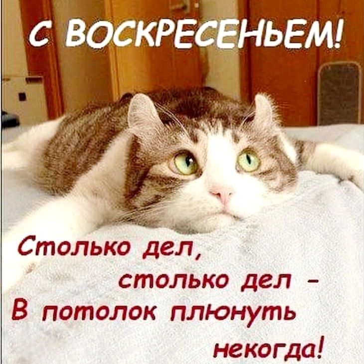 С ВОСКРЕСЕНЬЕМ! Столько дел, столько дел – В потолок плюнуть некогда!
