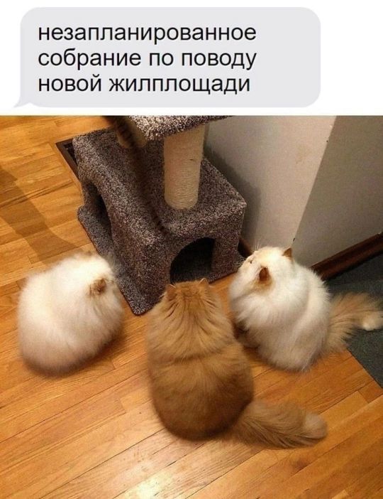незапланированное собрание по поводу новой жилплощади
