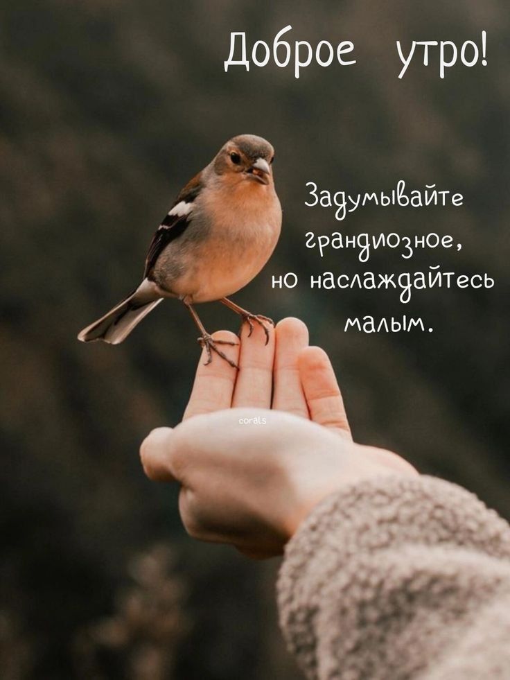 Доброе утро! Задумывайте грандиозное, но наслаждайтесь малым.