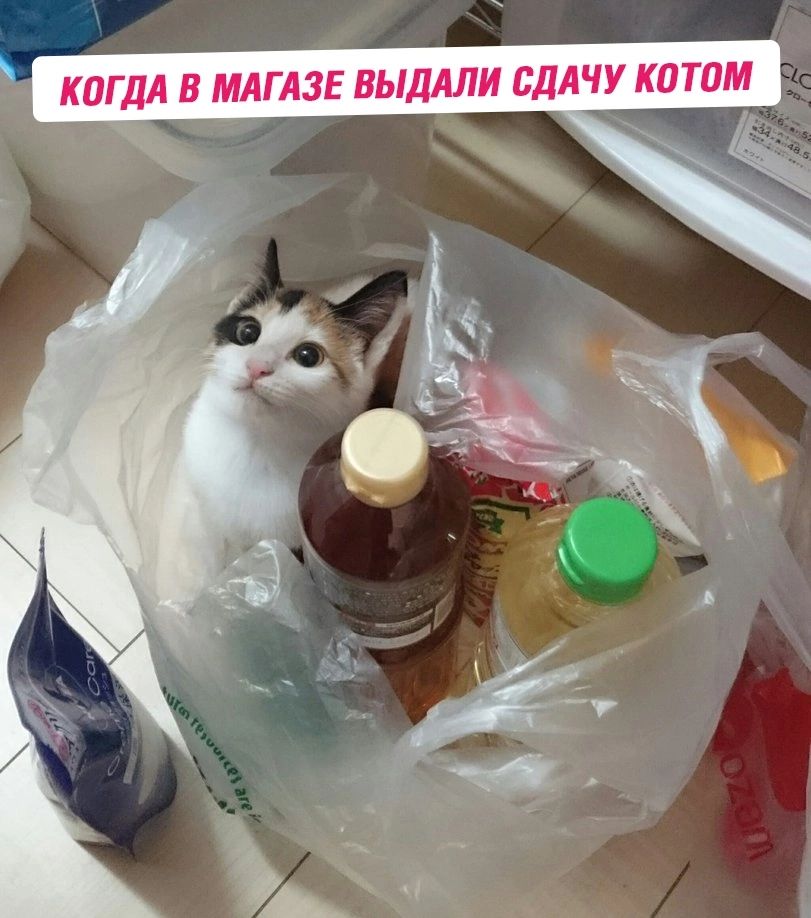 КОГДА В МАГАЗЕ ВЫДАЛИ СДАЧУ КОТОМ