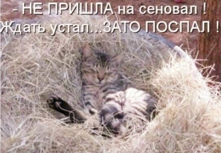 - НЕ ПРИШЛА на сеновал! Ждать устал... ЗАТО ПОСПАЛ!