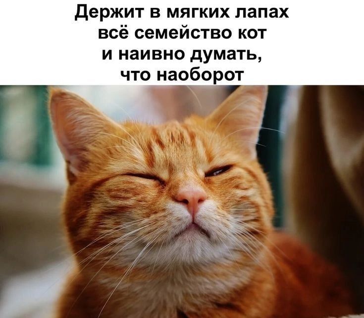 Держит в мягких лапах всё семейство кот и наивно думать, что наоборот