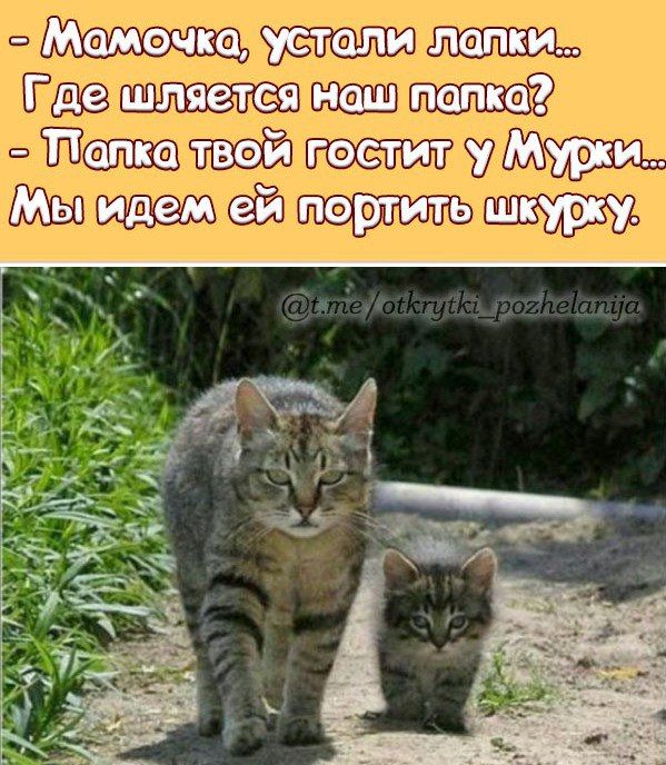 - Мамочка, устали лапки...  Где шляется наш папка?  - Папка твой гостит у Мурки...  Мы идем ей портить шкурку.