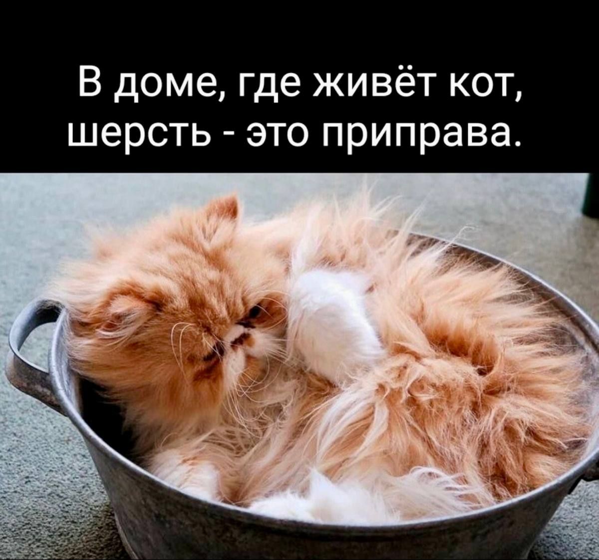 В доме, где живёт кот, шерсть - это приправа.