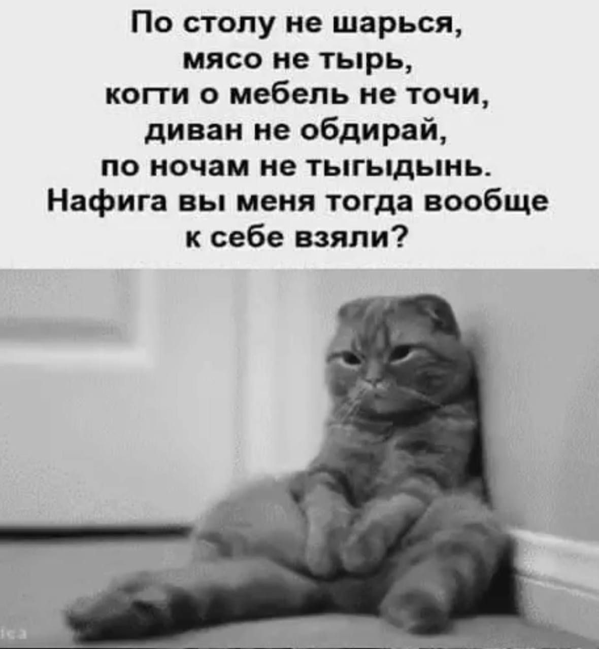 По столу не шарься, мясо не тырь, когти о мебель не точи, диван не обдирай, по ночам не тыгыдынь. Нафига вы меня тогда вообще к себе взяли?