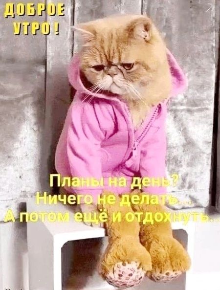 ДОБРОЕ УТРО!
Планы на день?
Ничего не делать
А потом ещё и отдохнуть..