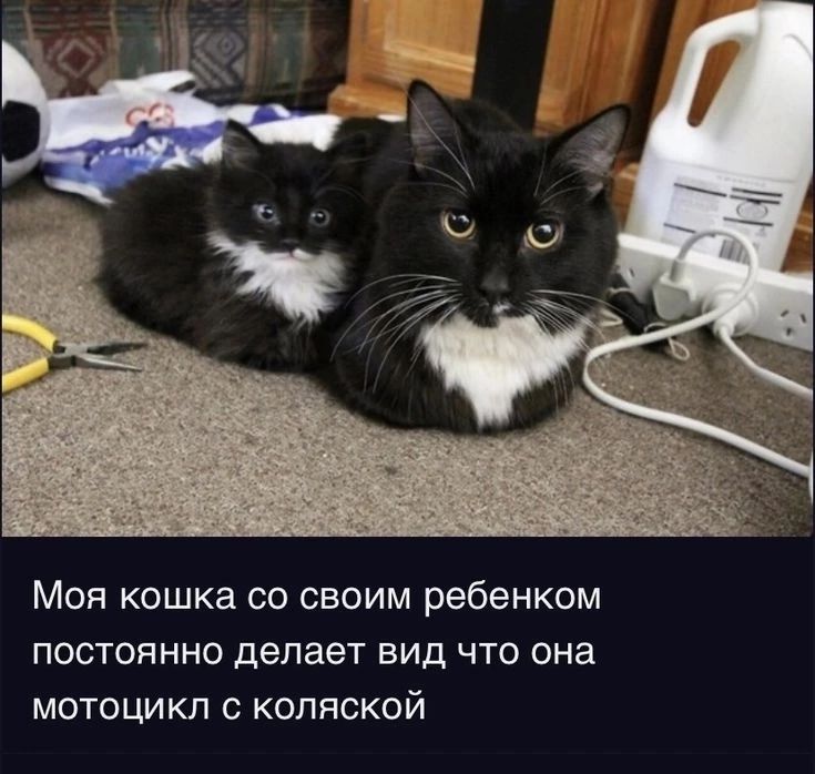 Моя кошка со своим ребенком постоянно делает вид что она мотоцикл с коляской