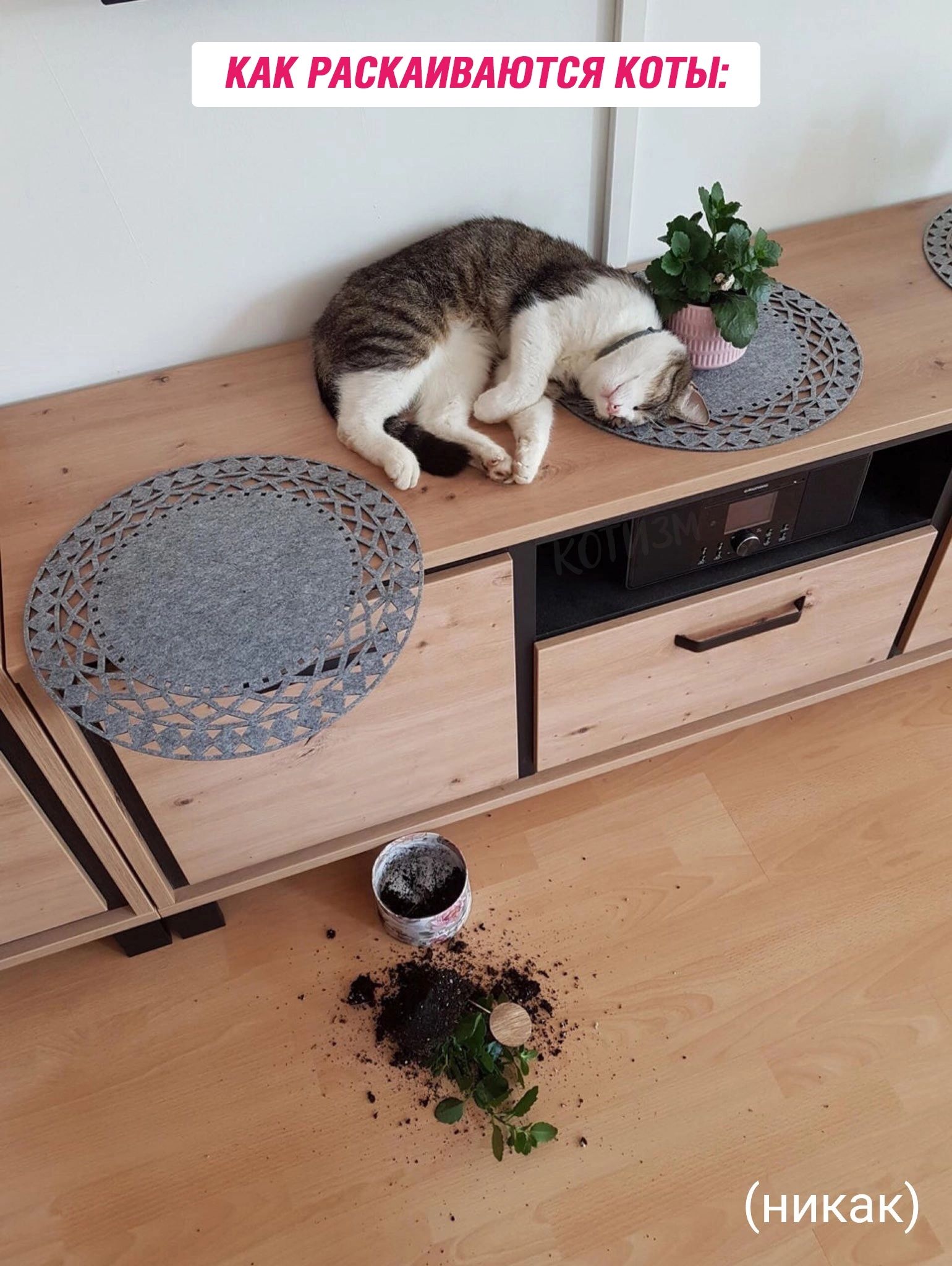 КАК РАСКАИВАЮТСЯ КОТЫ: (никак)