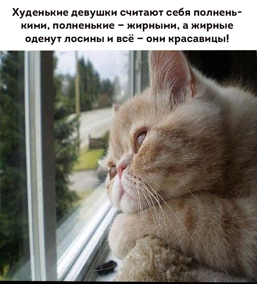 Худенькие девушки считают себя полнень-кими, полненькие – жирными, а жирные оденут лосины и всё – они красавицы!