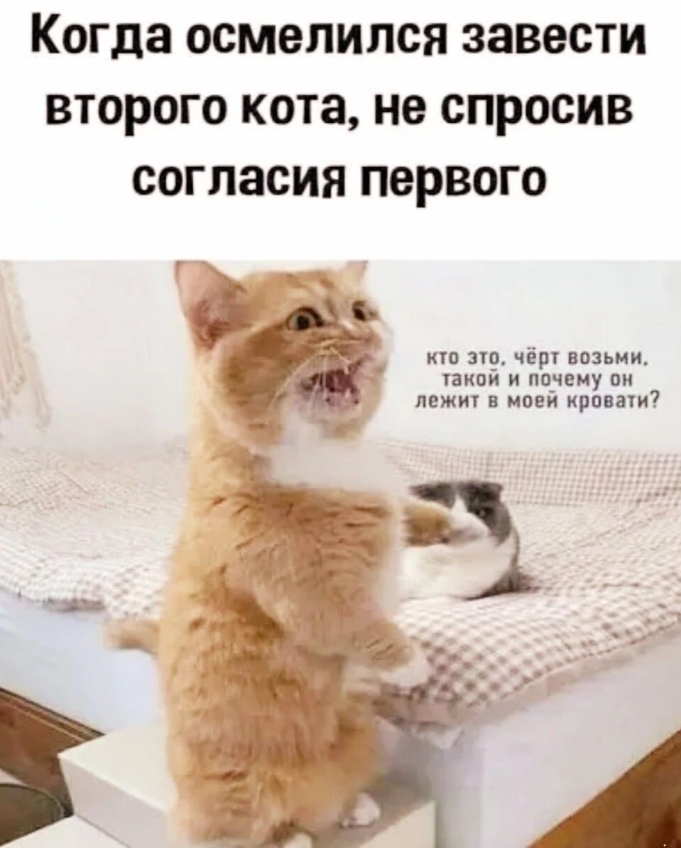 Когда осмелился завести второго кота, не спросив согласия первого
кто это, чёрт возьми, такой и почему он лежит в моей кровати?