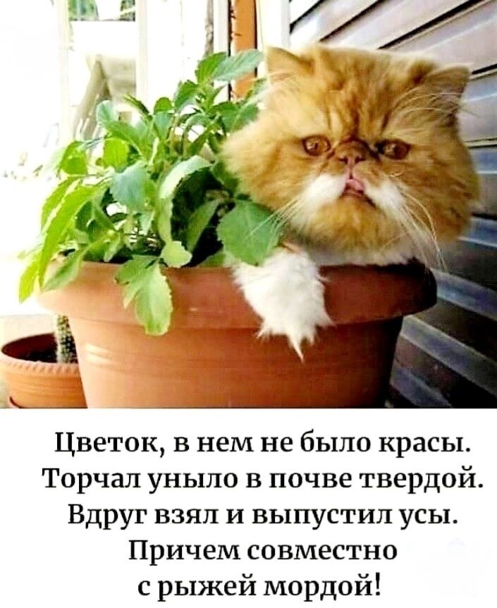 Цветок, в нем не было красы. Торчал уныло в почве твердой. Вдруг взял и выпустил усы. Причем совместно с рыжей мордой!