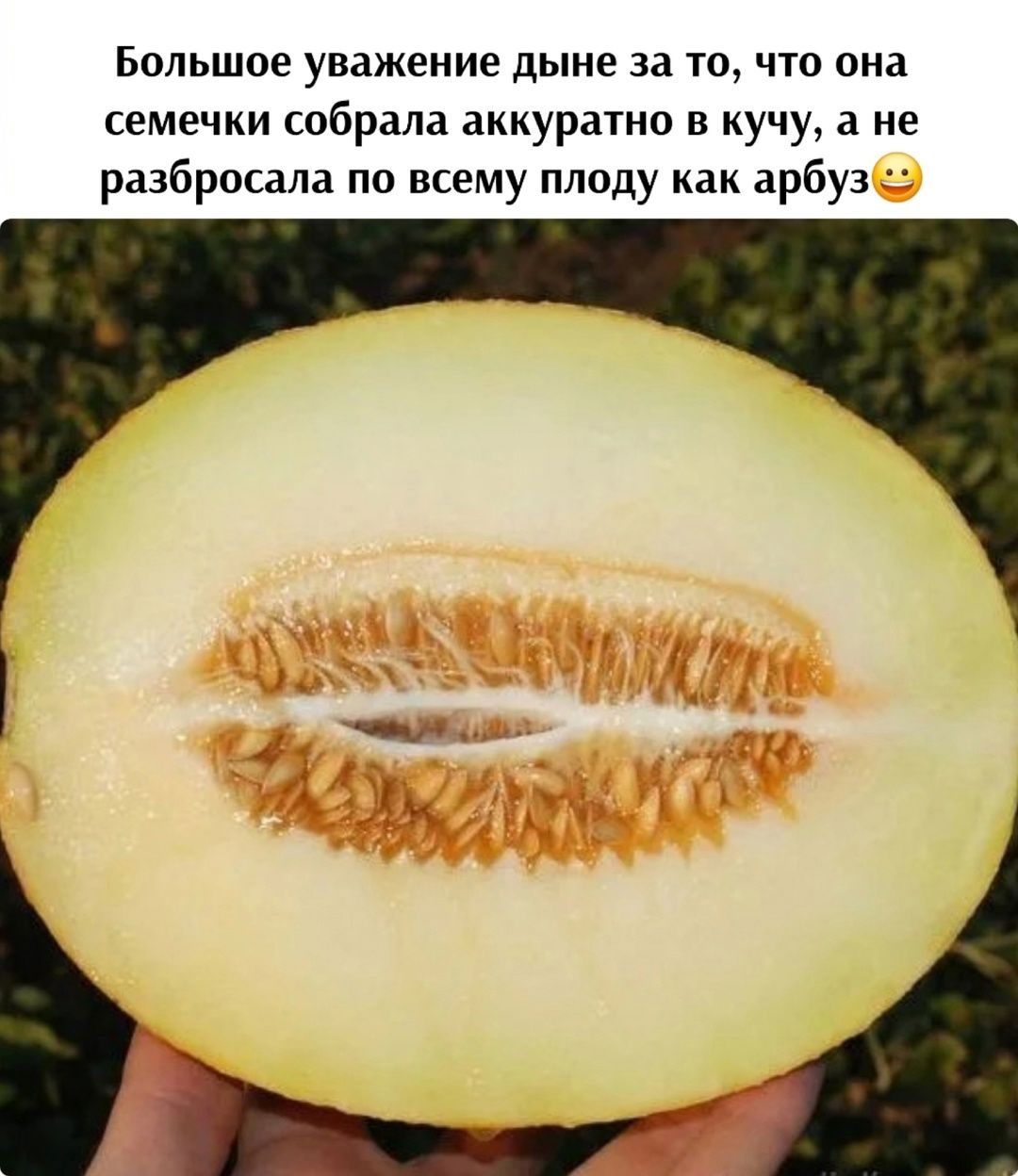 Большое уважение дыне за то, что она семечки собрала аккуратно в кучу, а не разбросала по всему плоду как арбуз😀