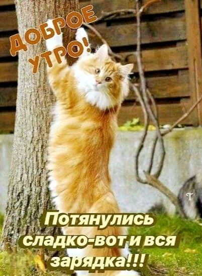 ДОБРОЕ УТРО! Потянулись сладко-вот и вся зарядка!!!