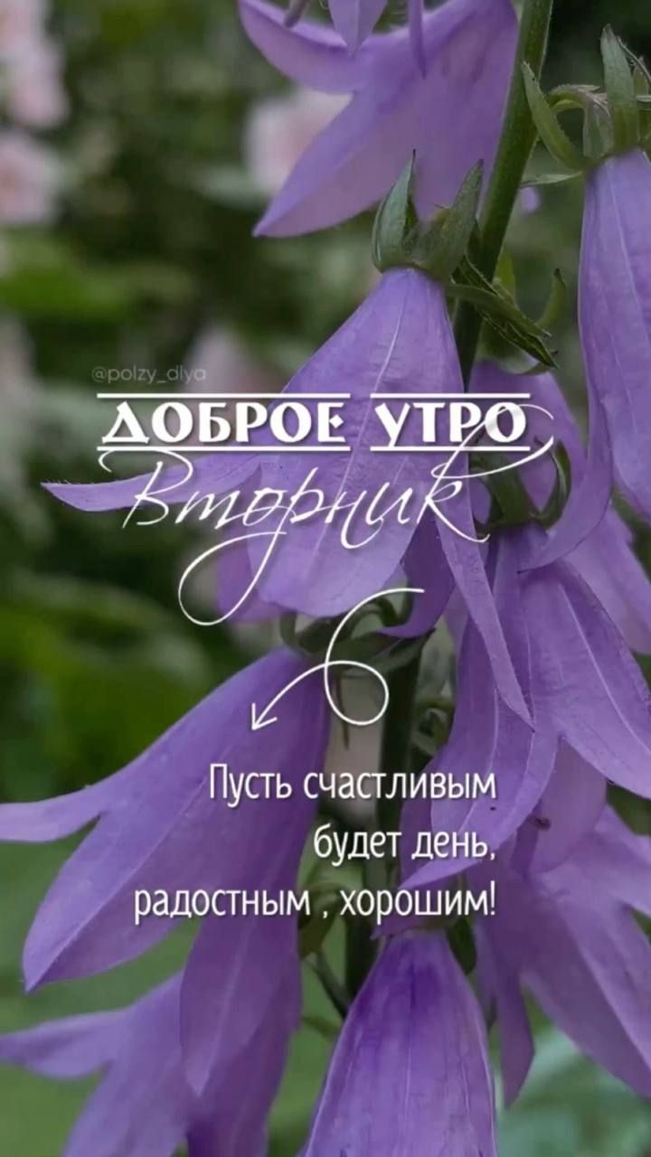ДОБРОЕ УТРО
Вторник
Пусть счастливым будет день, радостным, хорошим!
