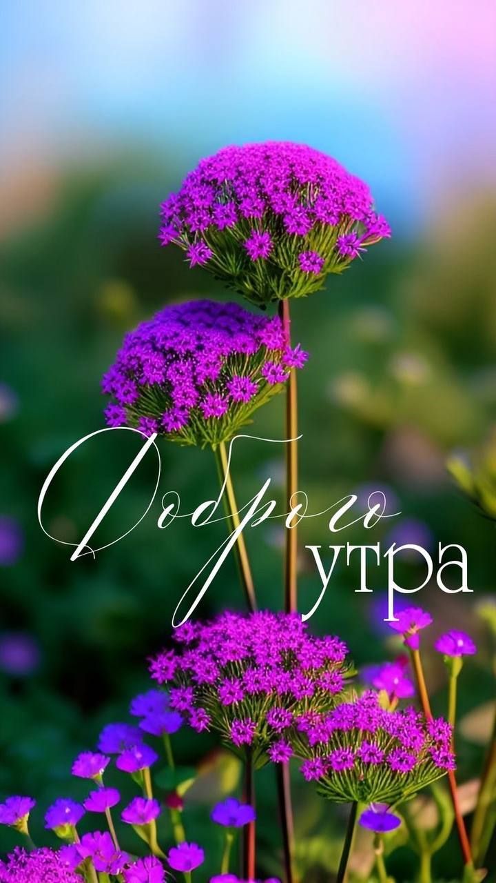 Доброе утро