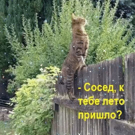 - Сосед, к тебе лето пришло?