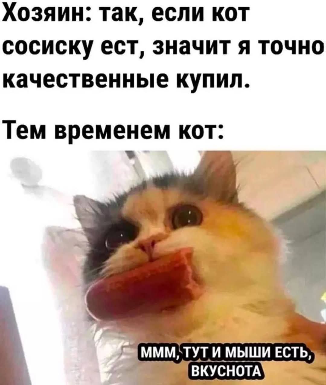 Хозяин: так, если кот сосиску ест, значит я точно качественные купил.
Тем временем кот: MMM, ТУТ И МЫШИ ЕСТЬ, ВКУСНОТА