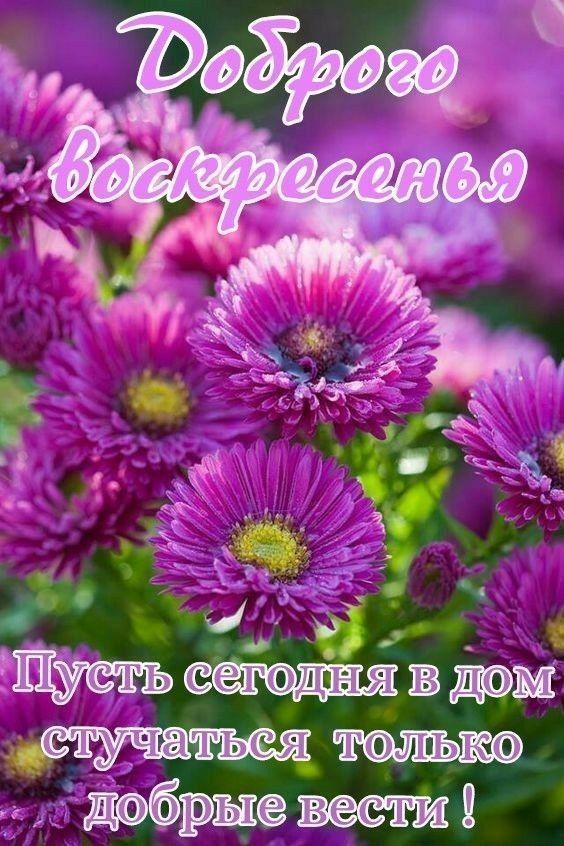 Доброго воскресенья
Пусть сегодня в дом стучаться только добрые вести !