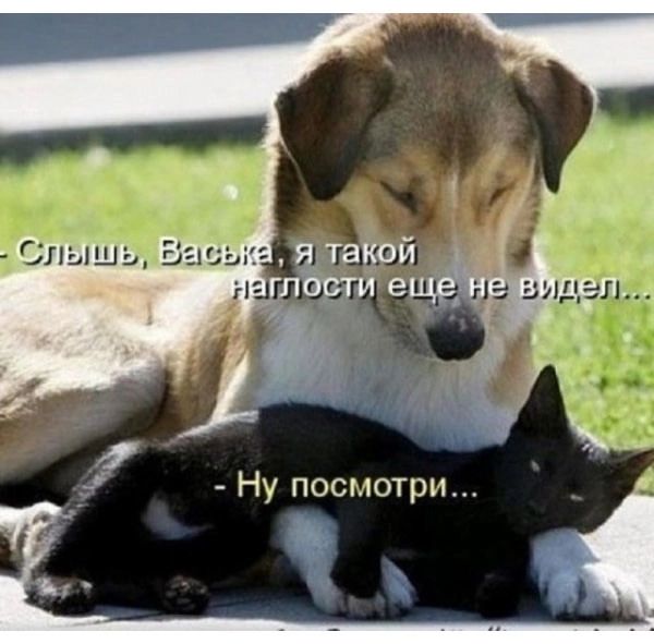– Слышишь, Васька, я такой наглости еще не видел...  – Ну посмотри...