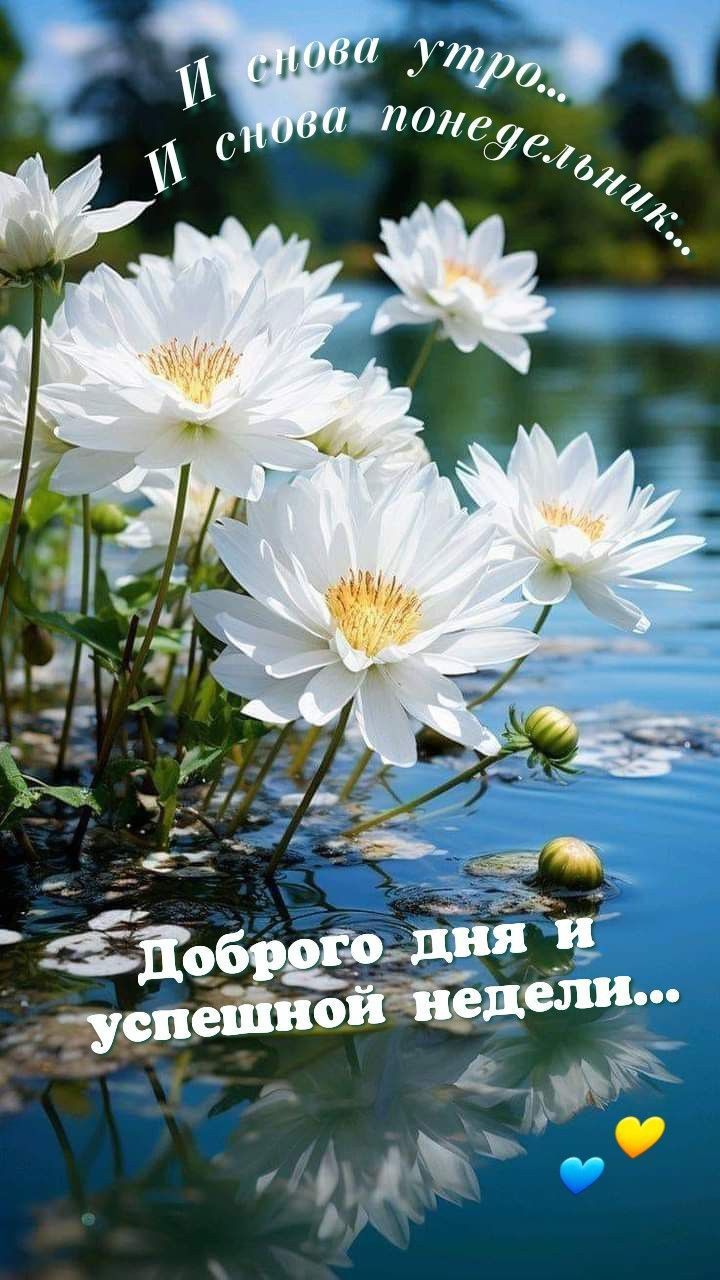 И снова утро... И снова понедельник... Доброего дня и успешной недели...