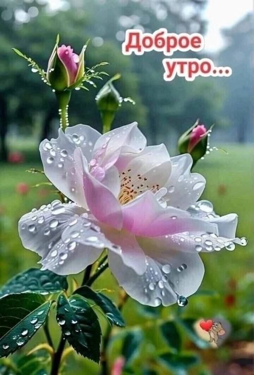 Доброе утро...