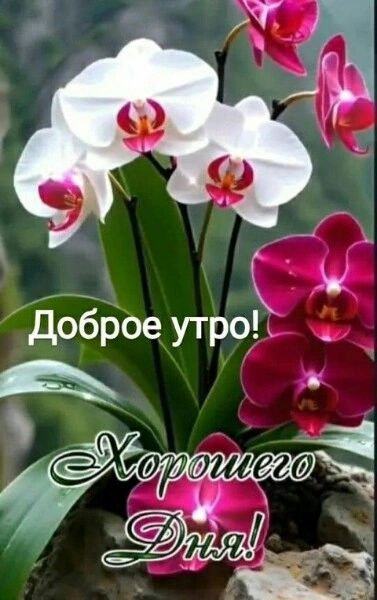 Доброе утро! Хорошего Дня!