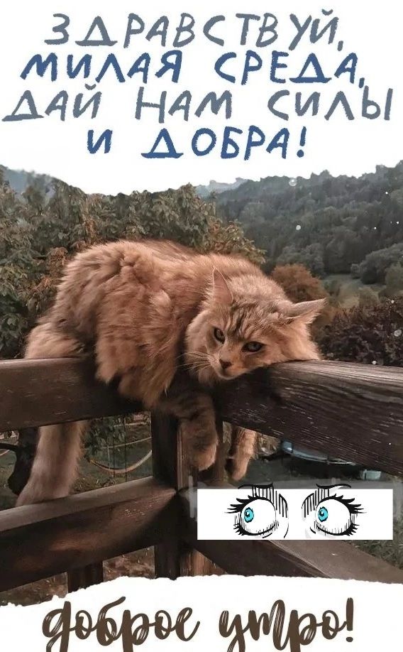 Здравствуй, милая среда, дай нам силы и добра! Доброе утро!