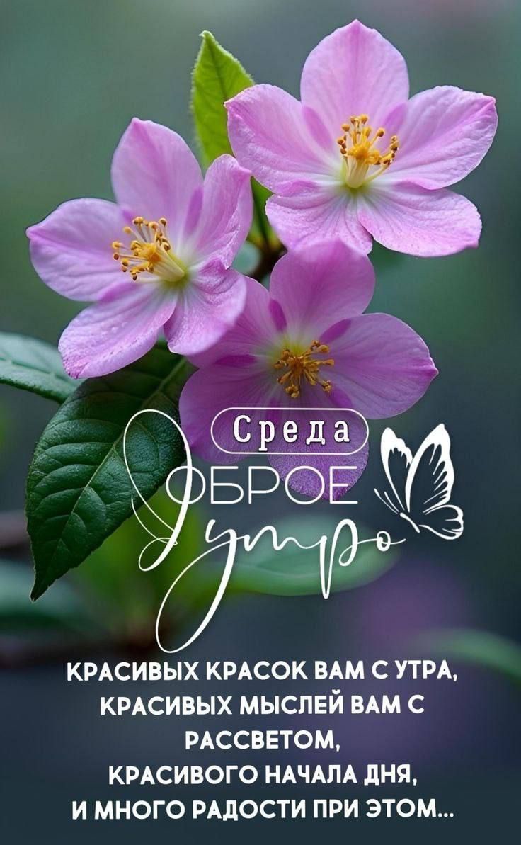 Среда
Доброе утро
Красивых красок вам с утра, красивых мыслей вам с рассветом, красивого начала дня, и много радости при этом...