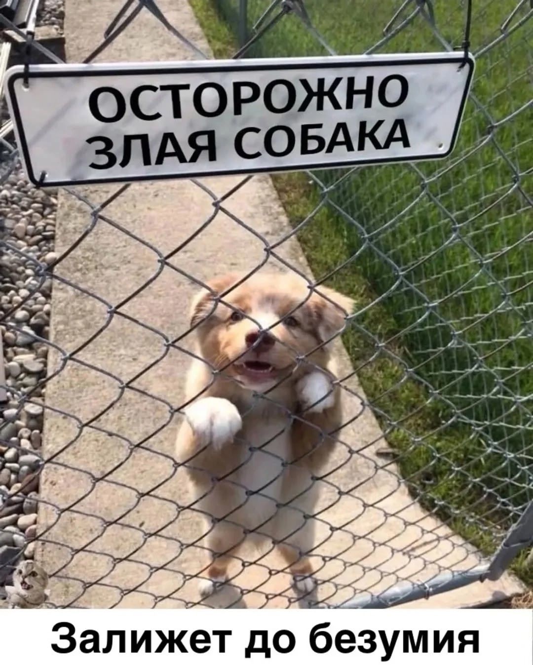 ОСТОРОЖНО ЗЛАЯ СОБАКА
Залижет до безумия