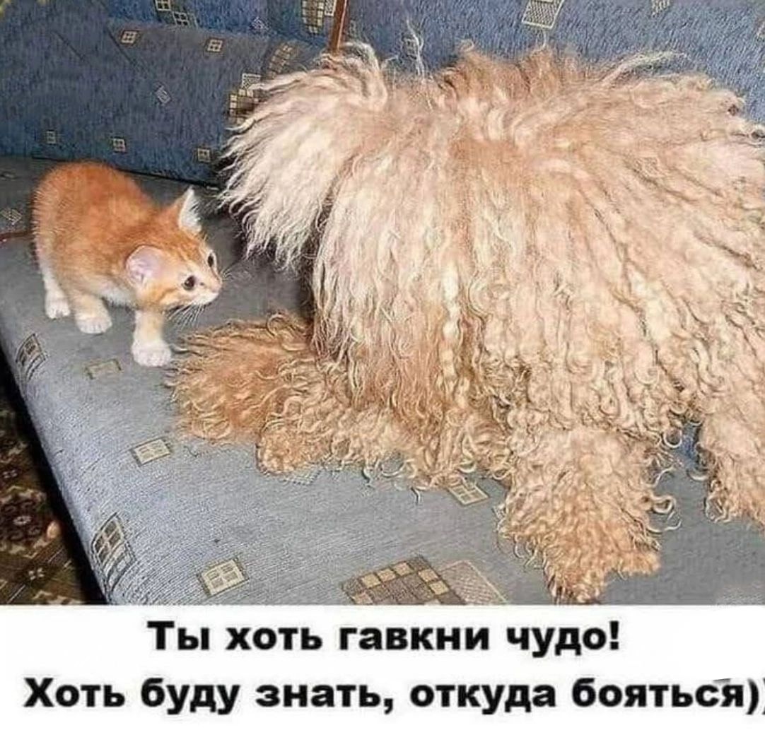 Ты хоть гавкни чудо! Хоть буду знать, откуда бояться)