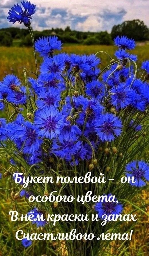 Букет полевой – он особого цвета, В нём краски и запах Счастливого лета!