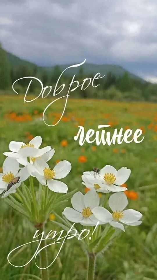 Доброе летнее утро!