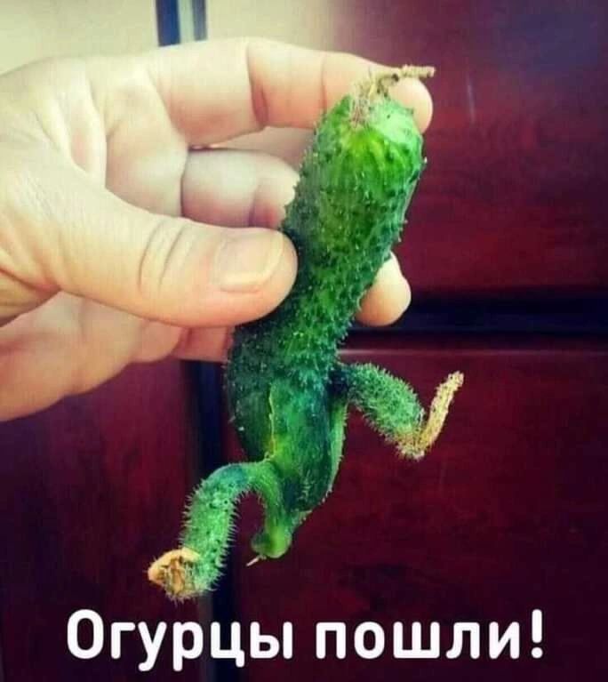 Огурцы пошли!