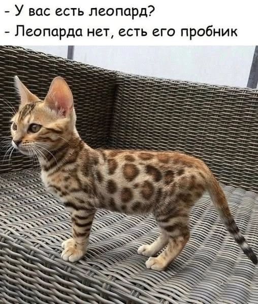 - У вас есть леопард?
- Леопарда нет, есть его пробник